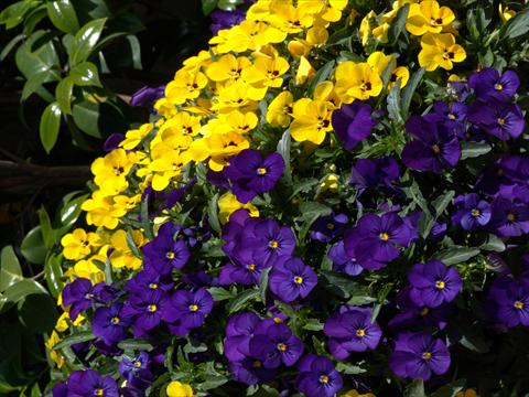 Foto de variedad de flores para ser usadas como: Planta de temporada / borde del macizo Viola cornuta Penny Blue