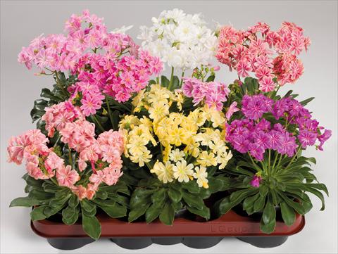 Foto de variedad de flores para ser usadas como: Maceta y planta de temporada Lewisia cotyledon Elise Mix