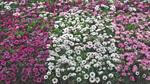 Foto de variedad de flores para ser usadas como: Maceta y planta de temporada Osteospermum Akila mix