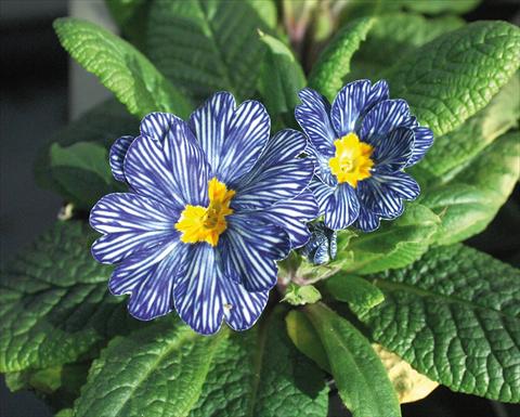 Foto de variedad de flores para ser usadas como: Maceta y planta de temporada Primula acaulis Blu zebra