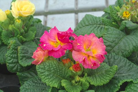 Foto de variedad de flores para ser usadas como: Maceta y planta de temporada Primula acaulis Elodie fiore semidoppio mix