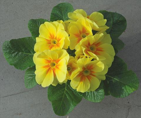 Foto de variedad de flores para ser usadas como: Maceta y planta de temporada Primula acaulis Giallo Jumbo