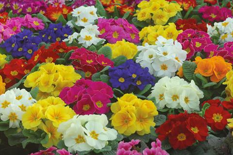 Foto de variedad de flores para ser usadas como: Maceta y planta de temporada Primula acaulis Mery superprecoce mix