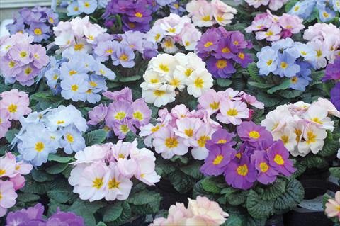Foto de variedad de flores para ser usadas como: Maceta y planta de temporada Primula acaulis Provence mix