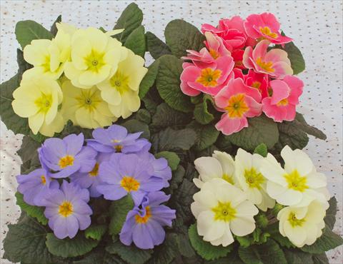 Foto de variedad de flores para ser usadas como: Maceta y planta de temporada Primula acaulis Vanity mix