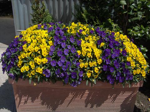 Foto de variedad de flores para ser usadas como: Planta de temporada / borde del macizo Viola cornuta Penny Yellow blotch