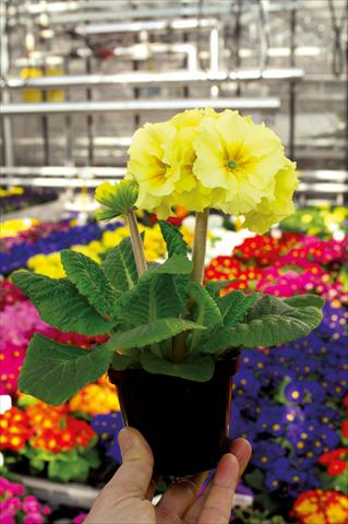 Foto de variedad de flores para ser usadas como: Maceta y planta de temporada Primula elatior Sibel crema
