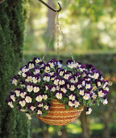 Foto de variedad de flores para ser usadas como: Maceta y planta de temporada Viola cornuta Cool Wave Violet Wings