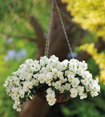 Foto de variedad de flores para ser usadas como: Maceta y planta de temporada Viola cornuta Cool Wave White