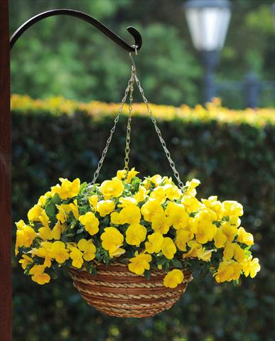 Foto de variedad de flores para ser usadas como: Maceta y planta de temporada Viola cornuta Cool Wave Yellow