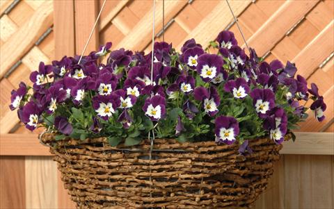 Foto de variedad de flores para ser usadas como: Maceta y planta de temporada Viola cornuta Freefall Violetto Bianco
