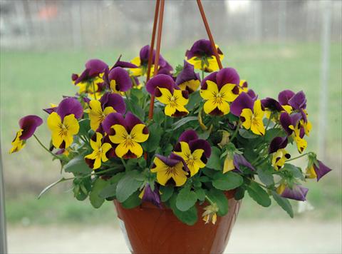 Foto de variedad de flores para ser usadas como: Maceta y planta de temporada Viola cornuta Freefall Violetto Giallo