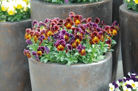 Foto de variedad de flores para ser usadas como: Maceta y planta de temporada Viola cornuta Lady Antique shades