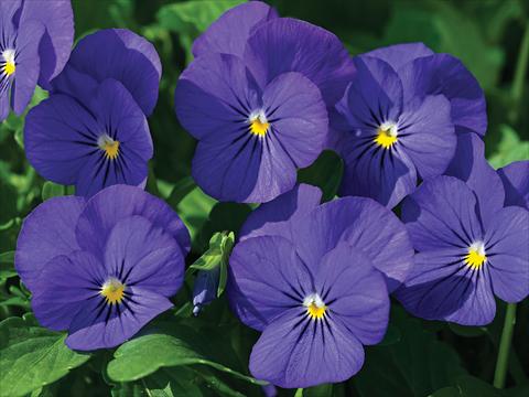 Foto de variedad de flores para ser usadas como: Maceta y planta de temporada Viola cornuta Lady Blu