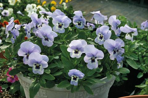 Foto de variedad de flores para ser usadas como: Maceta y planta de temporada Viola cornuta Lady Marina