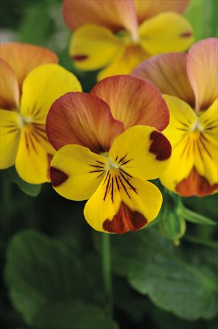 Foto de variedad de flores para ser usadas como: Maceta y planta de temporada Viola cornuta Lady Peach melba
