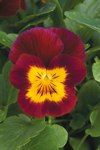 Foto de variedad de flores para ser usadas como: Maceta y planta de temporada Viola cornuta Lady Red with yellow face