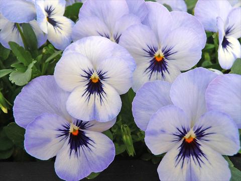 Foto de variedad de flores para ser usadas como: Maceta y planta de temporada Viola cornuta Lady Sky Blu with bloch