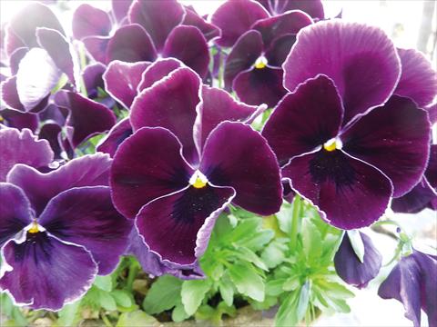 Foto de variedad de flores para ser usadas como: Maceta y planta de temporada Viola cornuta Midi Purple lace