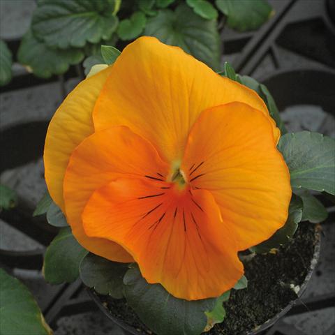 Foto de variedad de flores para ser usadas como: Maceta y planta de temporada Viola wittrockiana Jumbo Arancio