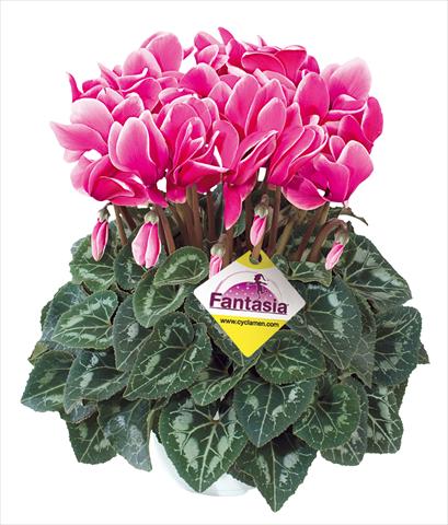 Foto de variedad de flores para ser usadas como: Tarrina de colgar / Maceta Cyclamen persicum Halios® Fantasia Fuchsia vivo