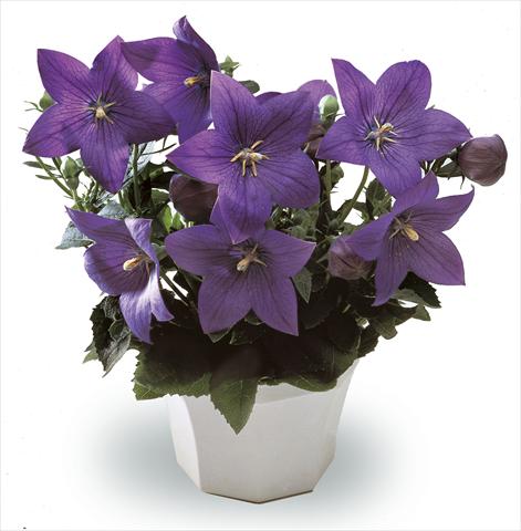 Foto de variedad de flores para ser usadas como: Maceta, planta de temporada, patio Platycodon Astra Blue
