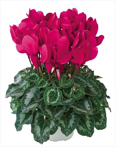 Foto de variedad de flores para ser usadas como: Tarrina de colgar / Maceta Cyclamen persicum Halios® Grenadine