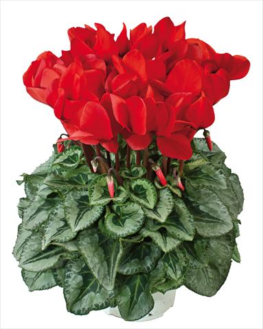 Foto de variedad de flores para ser usadas como: Tarrina de colgar / Maceta Cyclamen persicum Halios® Rosso Decora