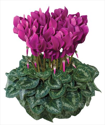 Foto de variedad de flores para ser usadas como: Maceta y planta de temporada Cyclamen persicum midi Latinia Fuchsia chiaro