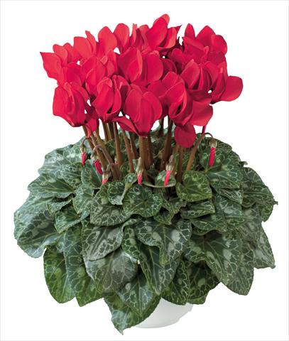 Foto de variedad de flores para ser usadas como: Maceta y planta de temporada Cyclamen persicum midi Latinia Premium Rosso precoce new
