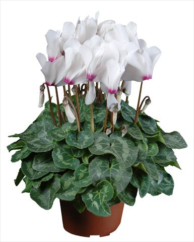 Foto de variedad de flores para ser usadas como: Maceta Cyclamen persicum mini Super Serie®s Allure F1 Bianco con occhio