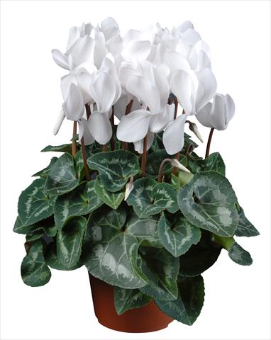 Foto de variedad de flores para ser usadas como: Maceta Cyclamen persicum mini Super Serie®s Allure F1 Bianco