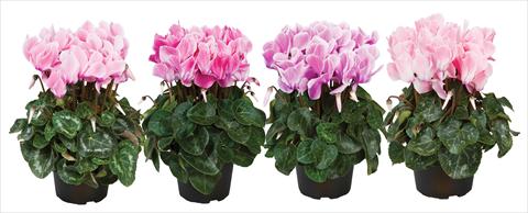 Foto de variedad de flores para ser usadas como: Maceta Cyclamen persicum mini Super Serie®s Allure F1 fiammato mix