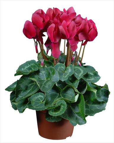 Foto de variedad de flores para ser usadas como: Maceta Cyclamen persicum mini Super Serie®s Allure F1 Magenta