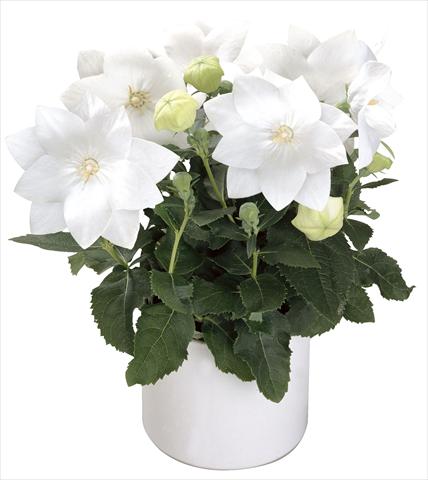 Foto de variedad de flores para ser usadas como: Maceta Platycodon Astra White Semi-double