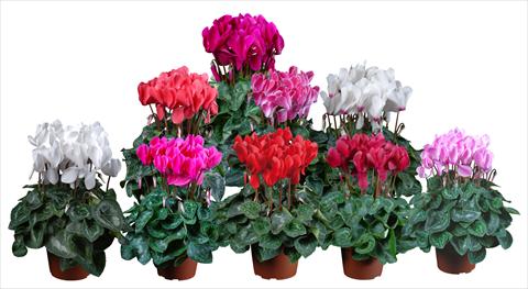 Foto de variedad de flores para ser usadas como: Maceta Cyclamen persicum mini Super Serie®s Allure F1 Mix