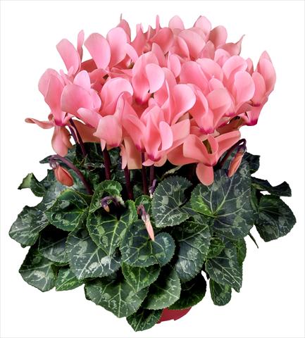 Foto de variedad de flores para ser usadas como: Maceta Cyclamen persicum mini Super Serie®s Allure F1 Rosa chiaro