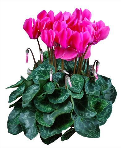 Foto de variedad de flores para ser usadas como: Maceta Cyclamen persicum mini Super Serie®s Allure F1 Rosa