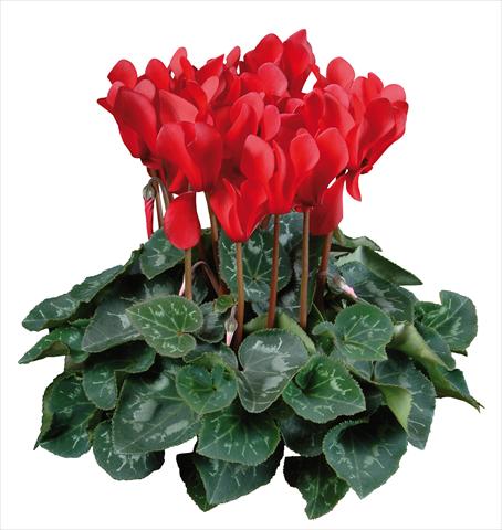 Foto de variedad de flores para ser usadas como: Maceta Cyclamen persicum mini Super Serie®s Allure F1 Rosso