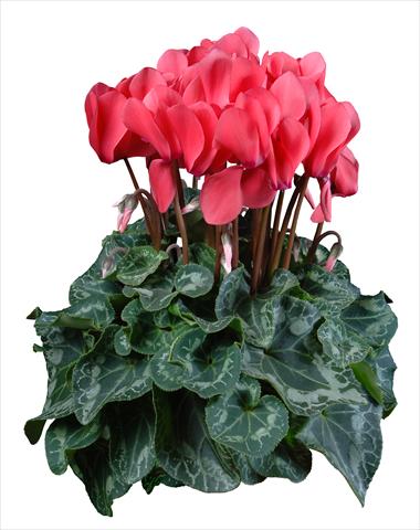 Foto de variedad de flores para ser usadas como: Maceta Cyclamen persicum mini Super Serie®s Allure F1 Salmone