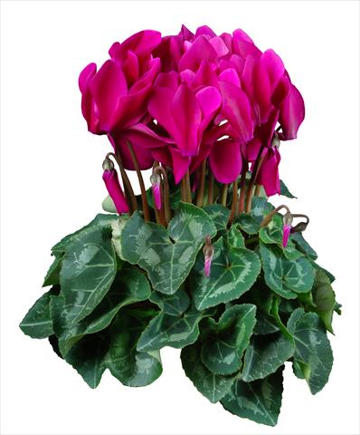 Foto de variedad de flores para ser usadas como: Maceta Cyclamen persicum mini Super Serie®s Allure F1 Violetto