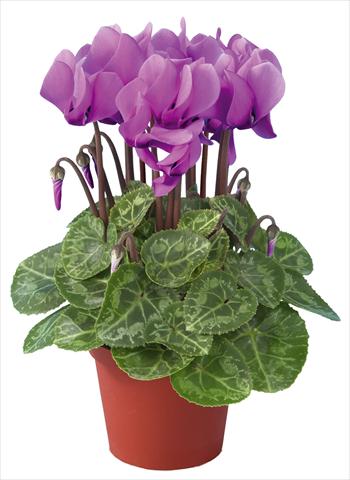 Foto de variedad de flores para ser usadas como: Maceta Cyclamen persicum mini Super Serie®s Compact F1 Lilla imp