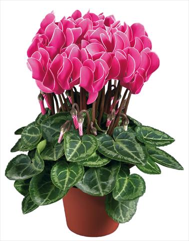 Foto de variedad de flores para ser usadas como: Maceta Cyclamen persicum mini Super Serie®s Compact F1 Porpora con bordo bianco imp