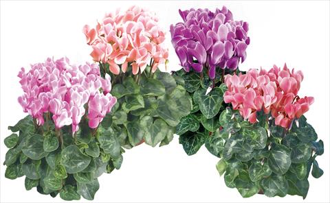 Foto de variedad de flores para ser usadas como: Maceta y planta de temporada Cyclamen persicum midi Super Serie®s Macro Pastel F1 fiammato mix imp