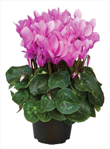 Foto de variedad de flores para ser usadas como: Maceta y planta de temporada Cyclamen persicum midi Super Serie®s Macro Pastel F1 Lilla
