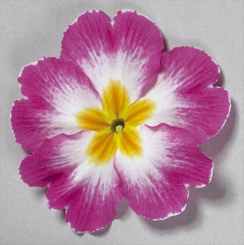 Foto de variedad de flores para ser usadas como: Maceta y planta de temporada Primula acaulis, veris, vulgaris Danova Bicolour Rose White