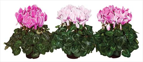 Foto de variedad de flores para ser usadas como: Tarrina de colgar / Maceta Cyclamen persicum Super Serie®s Mammoth F1 Flamed Mix
