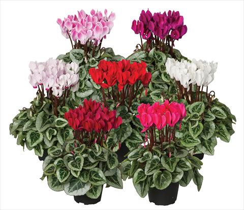Foto de variedad de flores para ser usadas como: Maceta Cyclamen persicum mini Super Serie®s Picasso Veranda sel mix