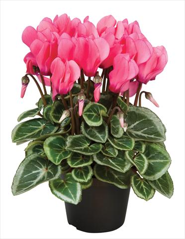 Foto de variedad de flores para ser usadas como: Tarrina de colgar / Maceta Cyclamen persicum Super Serie® Da Vinci® F1 Dark Salmon Pink