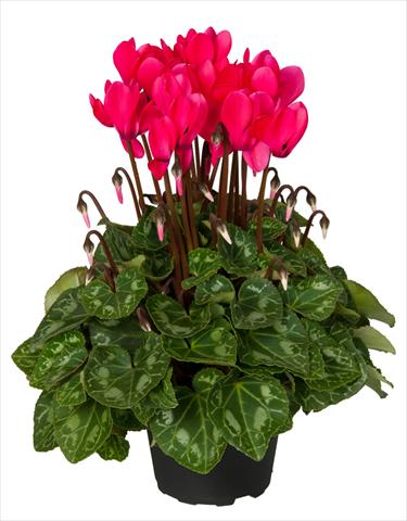 Foto de variedad de flores para ser usadas como: Tarrina de colgar / Maceta Cyclamen persicum Super Serie® Mini Winter™ F1 Deep Neon Pink